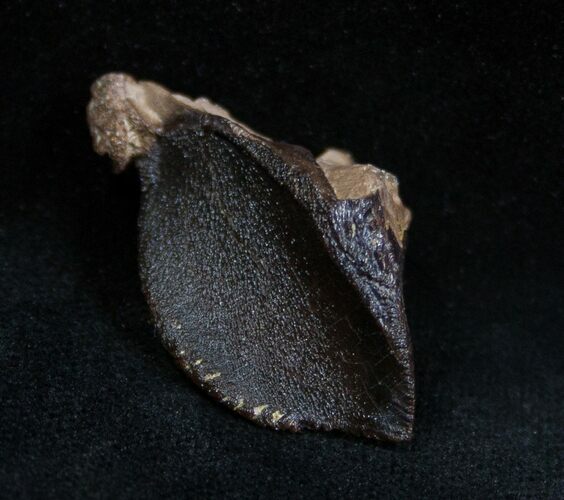 Large Unworn Triceratops Tooth (Quality) #1703